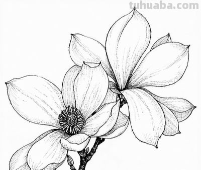 “画说”一百张素描速写手绘作品10天内画完，究竟咋做到？ - 图画吧TUHUABA