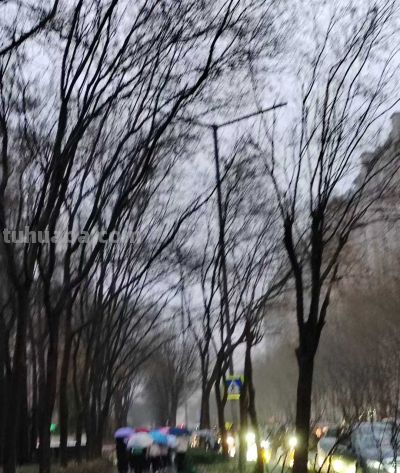 冬雨速写，疏朗有致~ - 图画吧TUHUABA