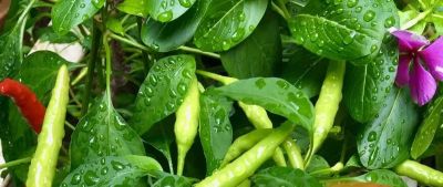 家庭辣椒种植从育苗到丰收全技巧 - 今日头条