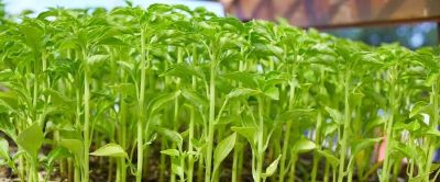 家庭辣椒种植从育苗到丰收全技巧 - 图画吧TUHUABA