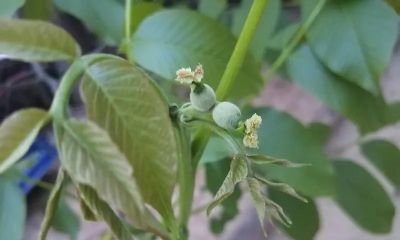 家庭辣椒种植从育苗到丰收全技巧 - 图画吧TUHUABA