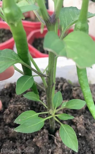 家庭辣椒种植从育苗到丰收全技巧 - 图画吧TUHUABA