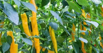 家庭辣椒种植从育苗到丰收全技巧 - 图画吧TUHUABA