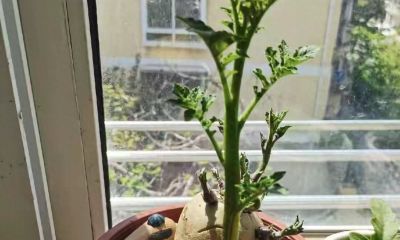 买菜别扔！5种常见蔬菜在家就能种，省钱实用，轻松实现蔬菜自由 - 今日头条