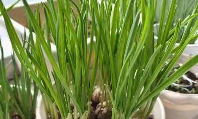 买菜别扔！5种常见蔬菜在家就能种，省钱实用，轻松实现蔬菜自由 - 图画吧TUHUABA