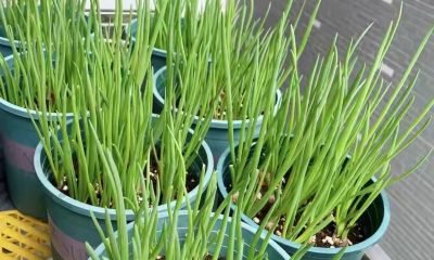 买菜别扔！5种常见蔬菜在家就能种，省钱实用，轻松实现蔬菜自由 - 图画吧TUHUABA