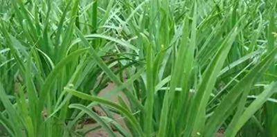 家庭种植别贪多！这4种蔬菜少种才划算，种多了全是坑 - 今日头条