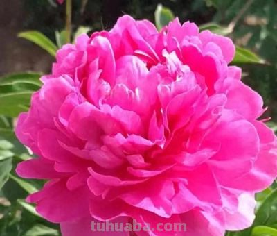 不同牡丹花有着不一样的花语。 - 今日头条