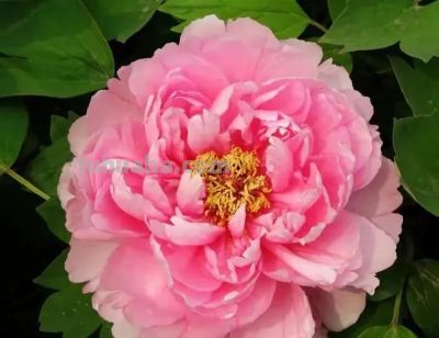 不同牡丹花有着不一样的花语。 - 图画吧TUHUABA