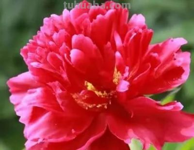 不同牡丹花有着不一样的花语。 - 图画吧TUHUABA