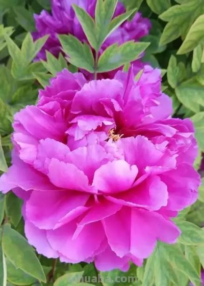 不同牡丹花有着不一样的花语。 - 图画吧TUHUABA