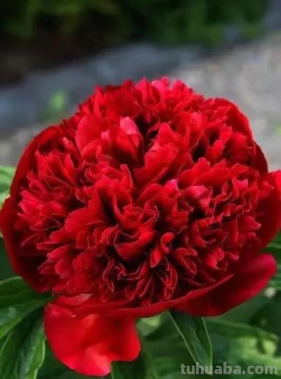 不同牡丹花有着不一样的花语。 - 图画吧TUHUABA