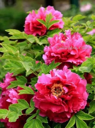 不同牡丹花有着不一样的花语。 - 图画吧TUHUABA