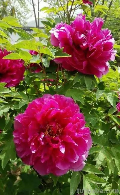 不同牡丹花有着不一样的花语。 - 图画吧TUHUABA