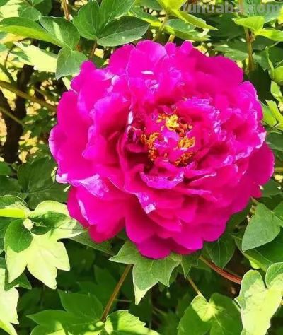 不同牡丹花有着不一样的花语。 - 图画吧TUHUABA