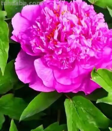 不同牡丹花有着不一样的花语。 - 图画吧TUHUABA