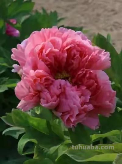 不同牡丹花有着不一样的花语。 - 图画吧TUHUABA