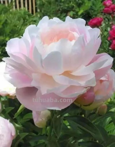 不同牡丹花有着不一样的花语。 - 图画吧TUHUABA