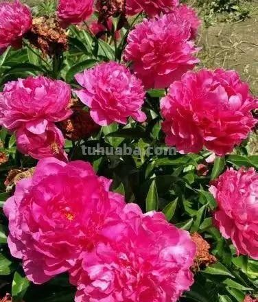 不同牡丹花有着不一样的花语。 - 图画吧TUHUABA