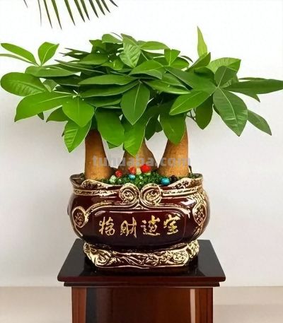 冬天发财树黄叶掉叶? 赶紧停下这4件事,否则熬不过年关! - 今日头条 冬天发财树黄叶掉叶? 赶紧停下这4件事,否则熬不过年关! - 图画吧TUHUABA