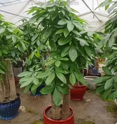 冬天发财树黄叶掉叶? 赶紧停下这4件事,否则熬不过年关! - 今日头条 冬天发财树黄叶掉叶? 赶紧停下这4件事,否则熬不过年关! - 图画吧TUHUABA