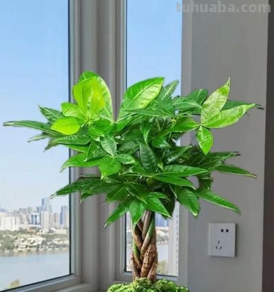 冬天发财树黄叶掉叶? 赶紧停下这4件事,否则熬不过年关! - 今日头条 冬天发财树黄叶掉叶? 赶紧停下这4件事,否则熬不过年关! - 图画吧TUHUABA