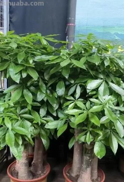 冬天发财树黄叶掉叶? 赶紧停下这4件事,否则熬不过年关! - 今日头条 冬天发财树黄叶掉叶? 赶紧停下这4件事,否则熬不过年关! - 图画吧TUHUABA