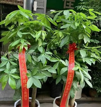 冬天发财树黄叶掉叶? 赶紧停下这4件事,否则熬不过年关! - 今日头条 冬天发财树黄叶掉叶? 赶紧停下这4件事,否则熬不过年关! - 图画吧TUHUABA