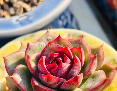 岁末仲冬，南方的多肉又开始霸屏啦 - 图画吧TUHUABA