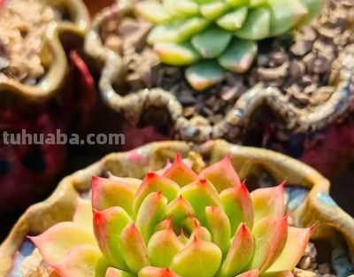 岁末仲冬，南方的多肉又开始霸屏啦 - 图画吧TUHUABA