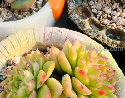 岁末仲冬，南方的多肉又开始霸屏啦 - 图画吧TUHUABA