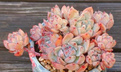 今年新种的多肉都还在努力变美，度夏的基础保障，就是健康的根系 - 图画吧TUHUABA