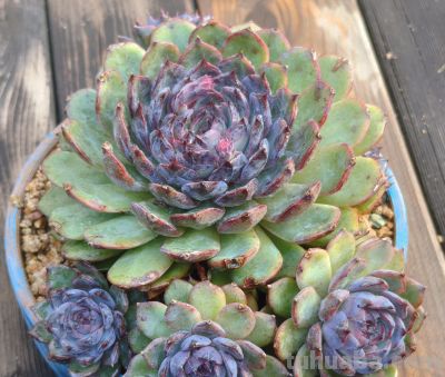 今年新种的多肉都还在努力变美，度夏的基础保障，就是健康的根系 - 图画吧TUHUABA