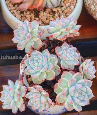 今年新种的多肉都还在努力变美，度夏的基础保障，就是健康的根系 - 图画吧TUHUABA