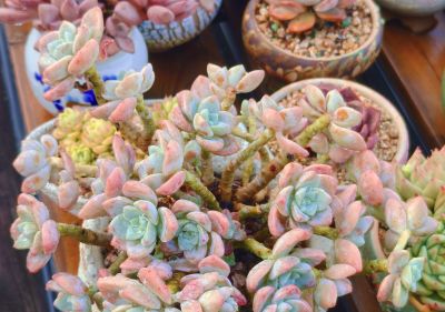 今年新种的多肉都还在努力变美，度夏的基础保障，就是健康的根系 - 图画吧TUHUABA