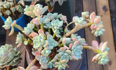 今年新种的多肉都还在努力变美，度夏的基础保障，就是健康的根系 - 图画吧TUHUABA