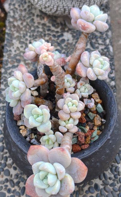 今年新种的多肉都还在努力变美，度夏的基础保障，就是健康的根系 - 图画吧TUHUABA