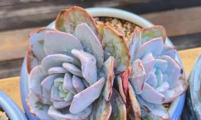 今年新种的多肉都还在努力变美，度夏的基础保障，就是健康的根系 - 图画吧TUHUABA