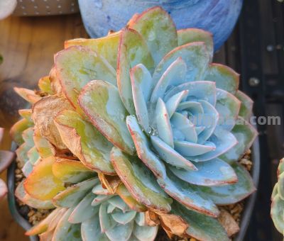 今年新种的多肉都还在努力变美，度夏的基础保障，就是健康的根系 - 图画吧TUHUABA