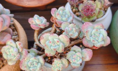 今年新种的多肉都还在努力变美，度夏的基础保障，就是健康的根系 - 图画吧TUHUABA