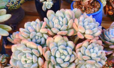 今年新种的多肉都还在努力变美，度夏的基础保障，就是健康的根系 - 图画吧TUHUABA