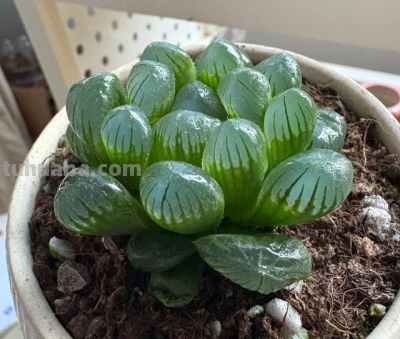 4种“夺命多肉”不要养，家里要有赶快扔，谁不听劝谁吃亏 - 图画吧TUHUABA