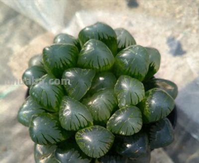 4种“夺命多肉”不要养，家里要有赶快扔，谁不听劝谁吃亏 - 今日头条