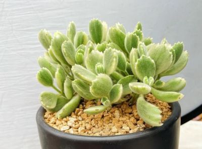 4种“夺命多肉”不要养，家里要有赶快扔，谁不听劝谁吃亏 - 图画吧TUHUABA