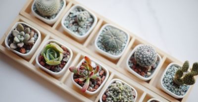 多肉植物终极养护宝典：从入门到精通，手把手教你养出极品状态！ - 图画吧TUHUABA