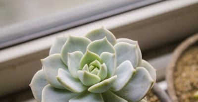 多肉植物终极养护宝典：从入门到精通，手把手教你养出极品状态！ - 今日头条