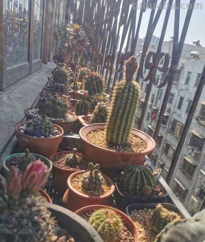 阳台党必看！仙人球不开花？教你配出“爆花土”，告别烂根烦恼 - 今日头条