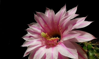 阳台党必看！仙人球不开花？教你配出“爆花土”，告别烂根烦恼 - 图画吧TUHUABA