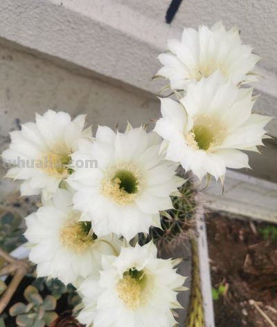 阳台党必看！仙人球不开花？教你配出“爆花土”，告别烂根烦恼 - 图画吧TUHUABA