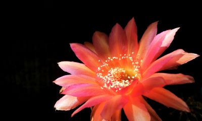 阳台党必看！仙人球不开花？教你配出“爆花土”，告别烂根烦恼 - 图画吧TUHUABA